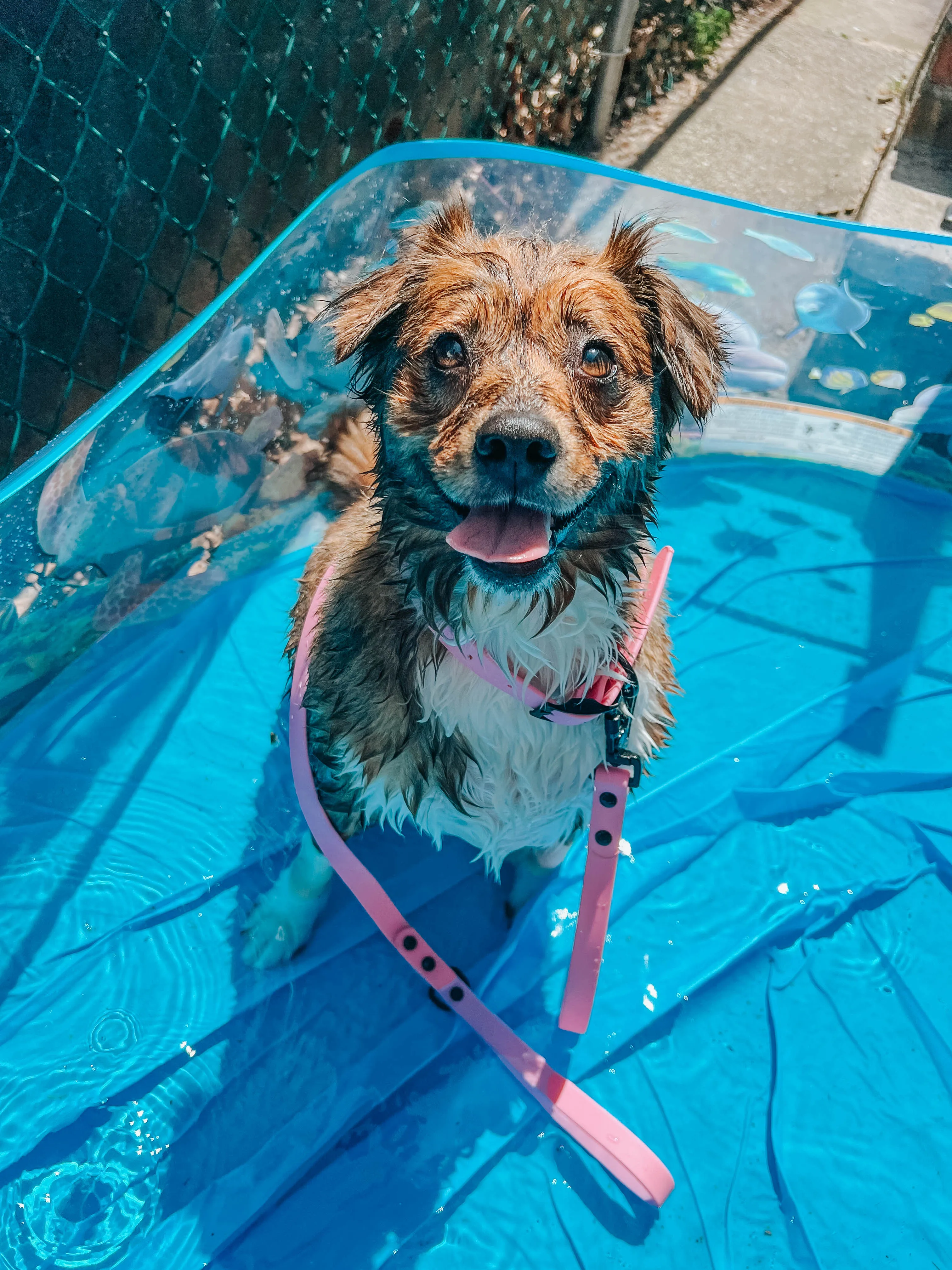 Dog Waterproof Leash - Pink