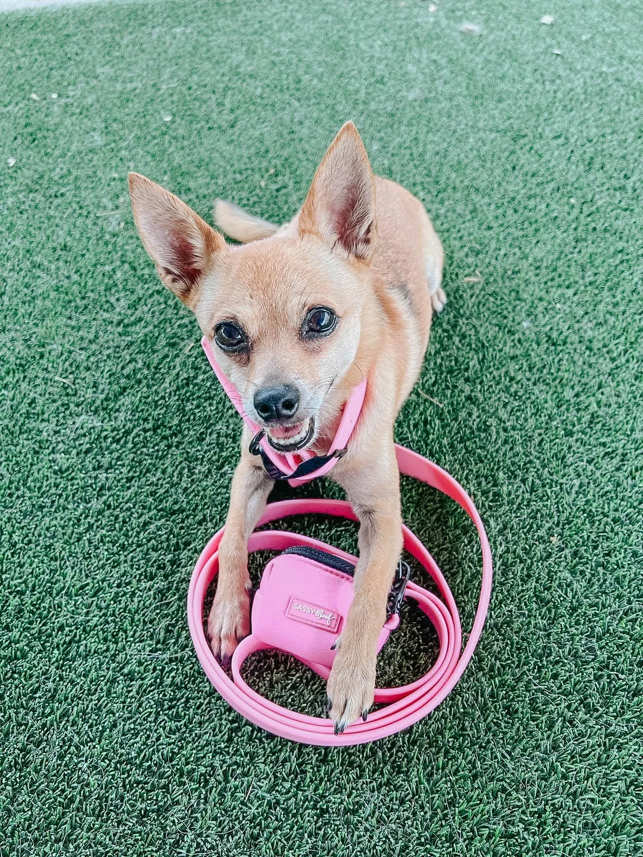 Dog Waterproof Leash - Pink