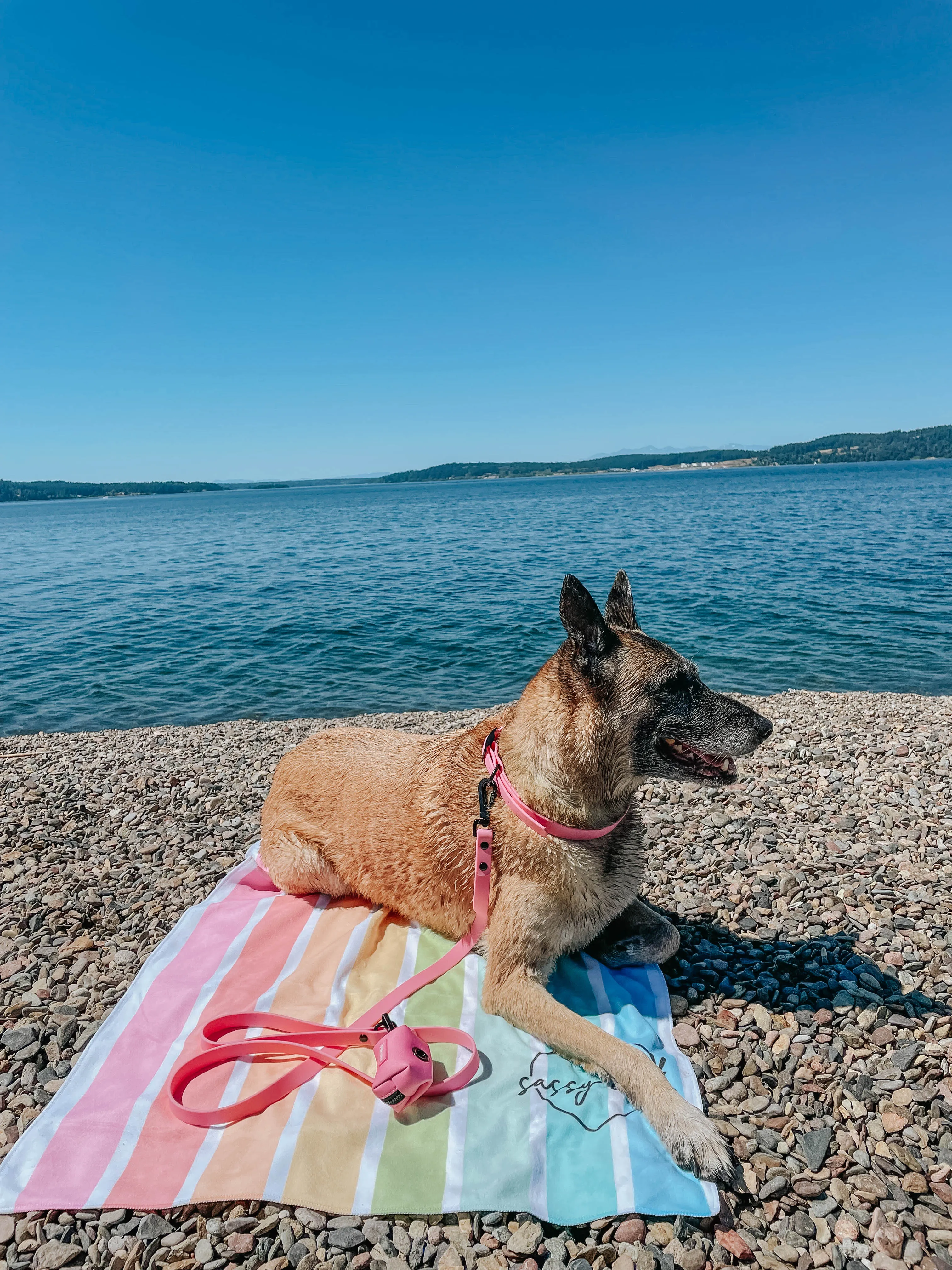 Dog Waterproof Leash - Pink