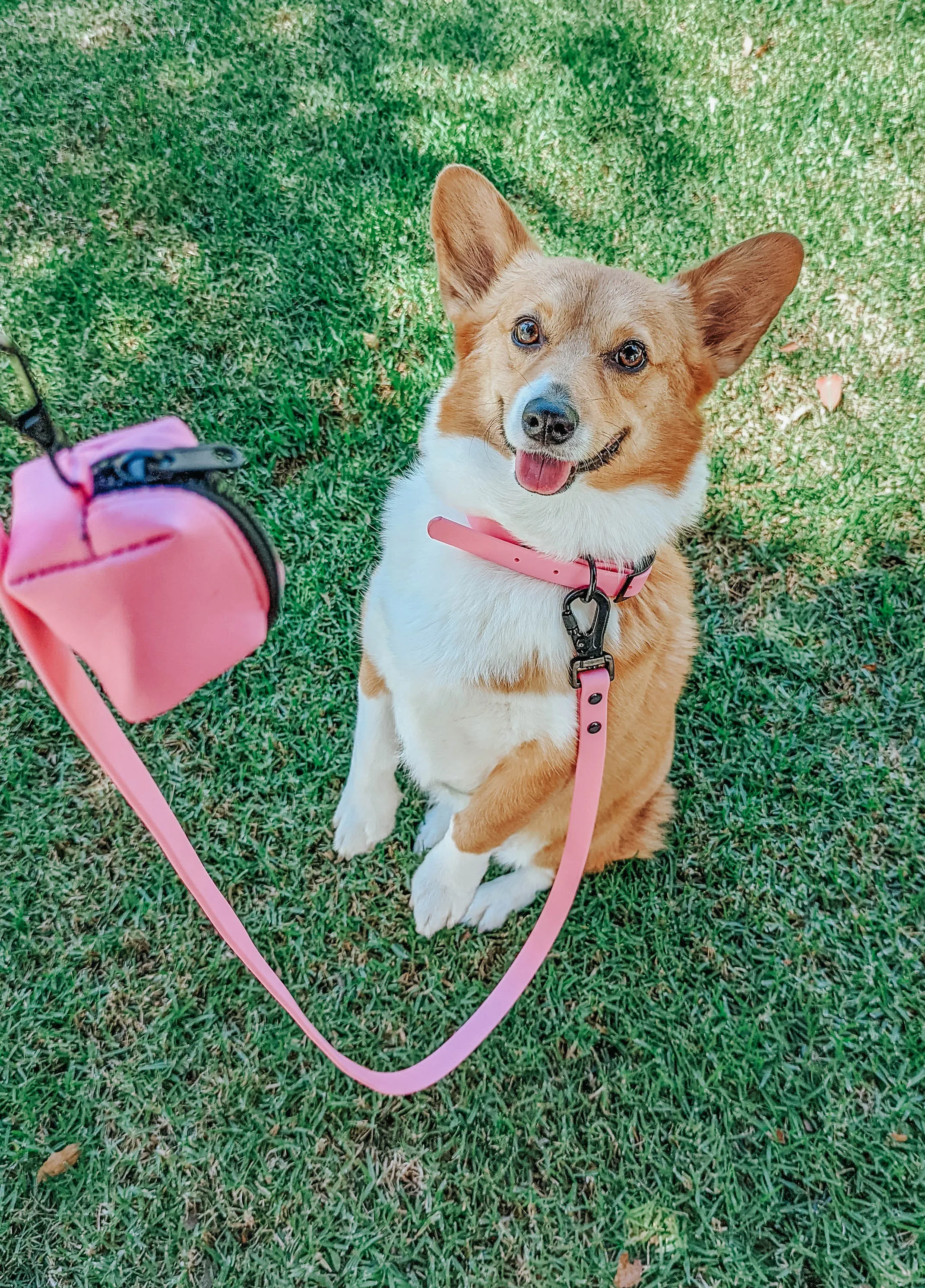 Dog Waterproof Leash - Pink