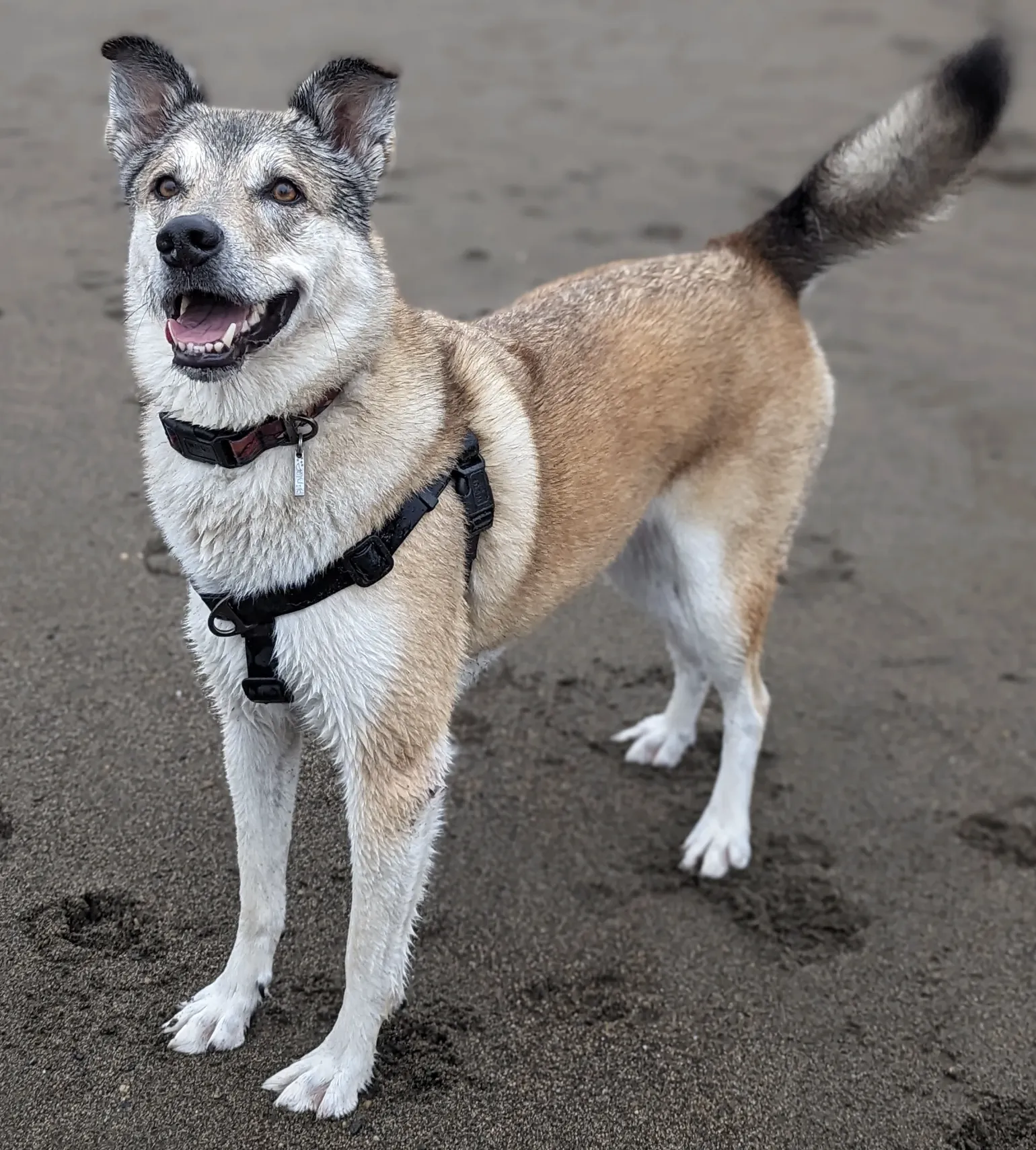 Woof & Stuff Raven Waterproof Adventure Harness